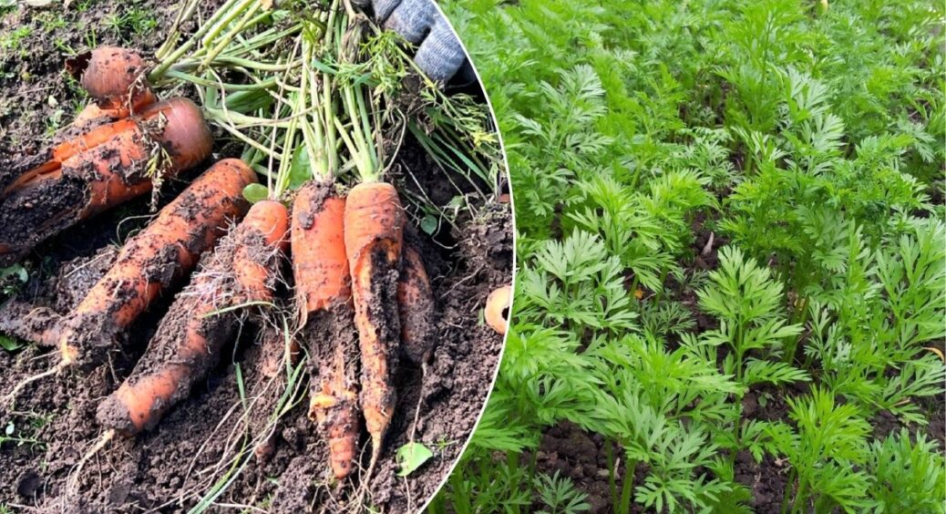 Сію моркву “стрічкою”, а не жменею: проріджувати більше не доводиться, а врожайність у 2 рази вища 