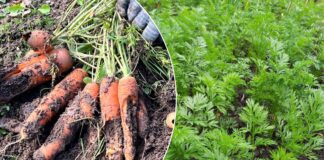 Як сіяти моркву, аби росла без проріджування