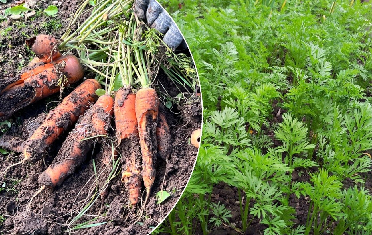 Як сіяти моркву, аби росла без проріджування