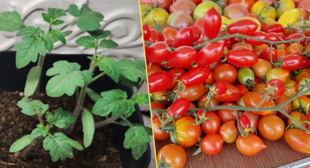 Не зола і тим паче не перегній: коли переношу розсаду томатів у відкритий ґрунт — 1 жменька у кожну лунку 