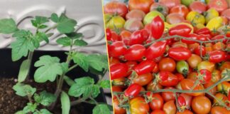 Городники розповіли, що внести у лунку при висадці розсади томатів у відкритий ґрунт 