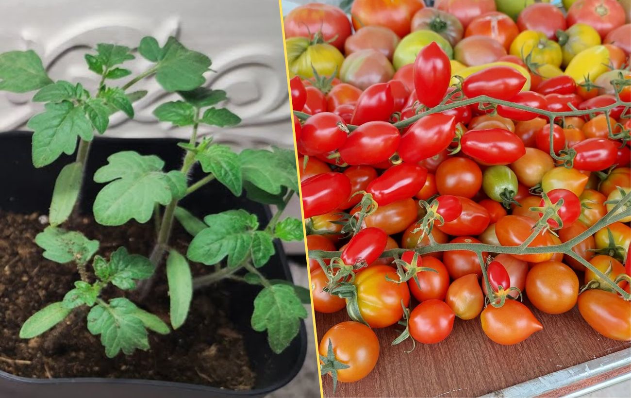 Як зупинити витягування розсади помідорів