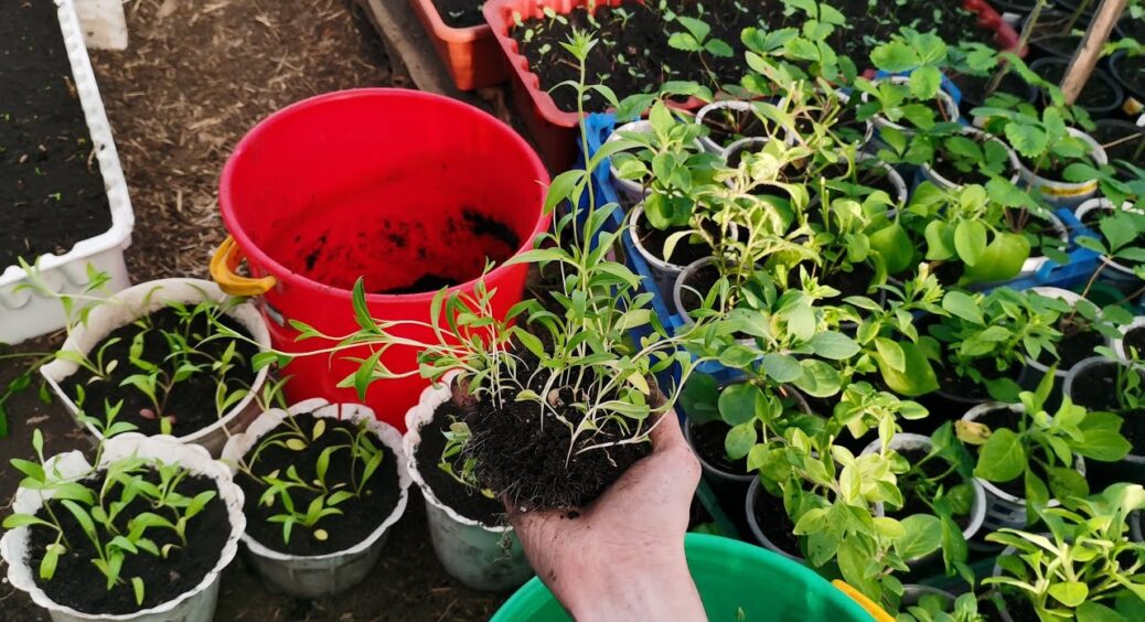 Потужна коренева система за 3 копійки: сільська “схема” отримати найміцнішу розсаду без метушні 