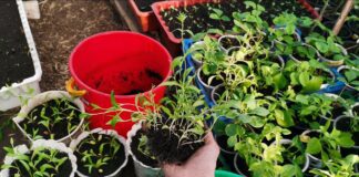 Городники розповіли, чим підживити розсаду для зміцнення кореневої системи