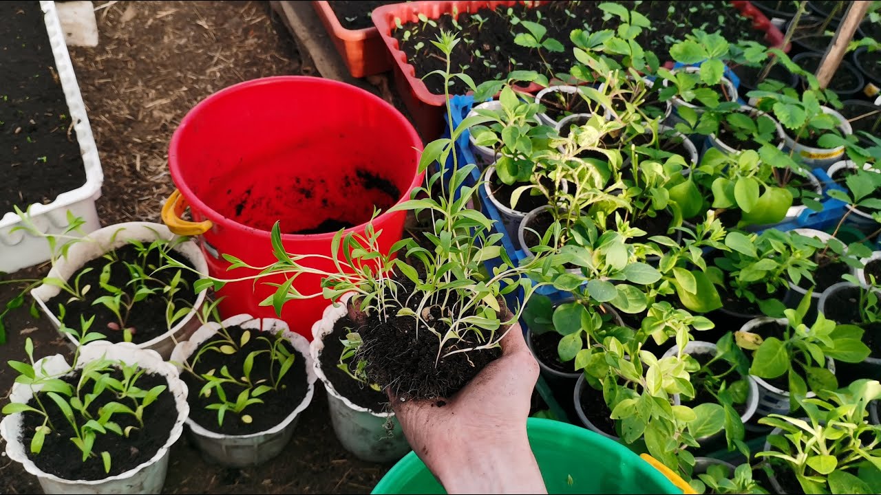 Городники розповіли, що зробити, аби зупинити витягування розсади за допомогою простого методу