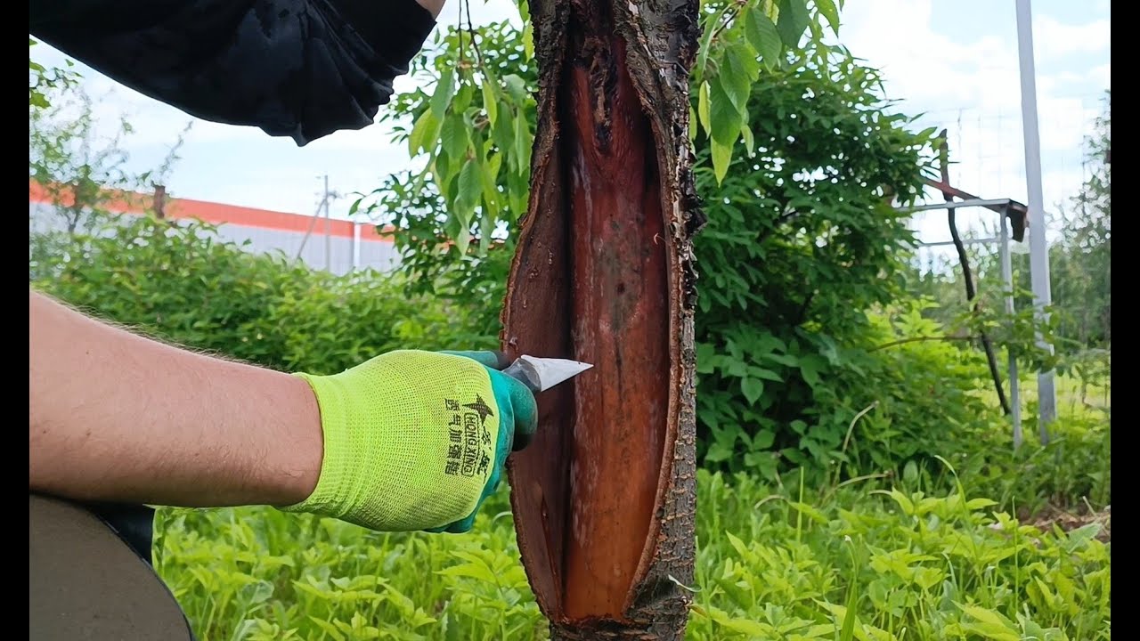 Експерти порадили просту обробку, яка допоможе врятувати ваш сад від появи морозобоїн