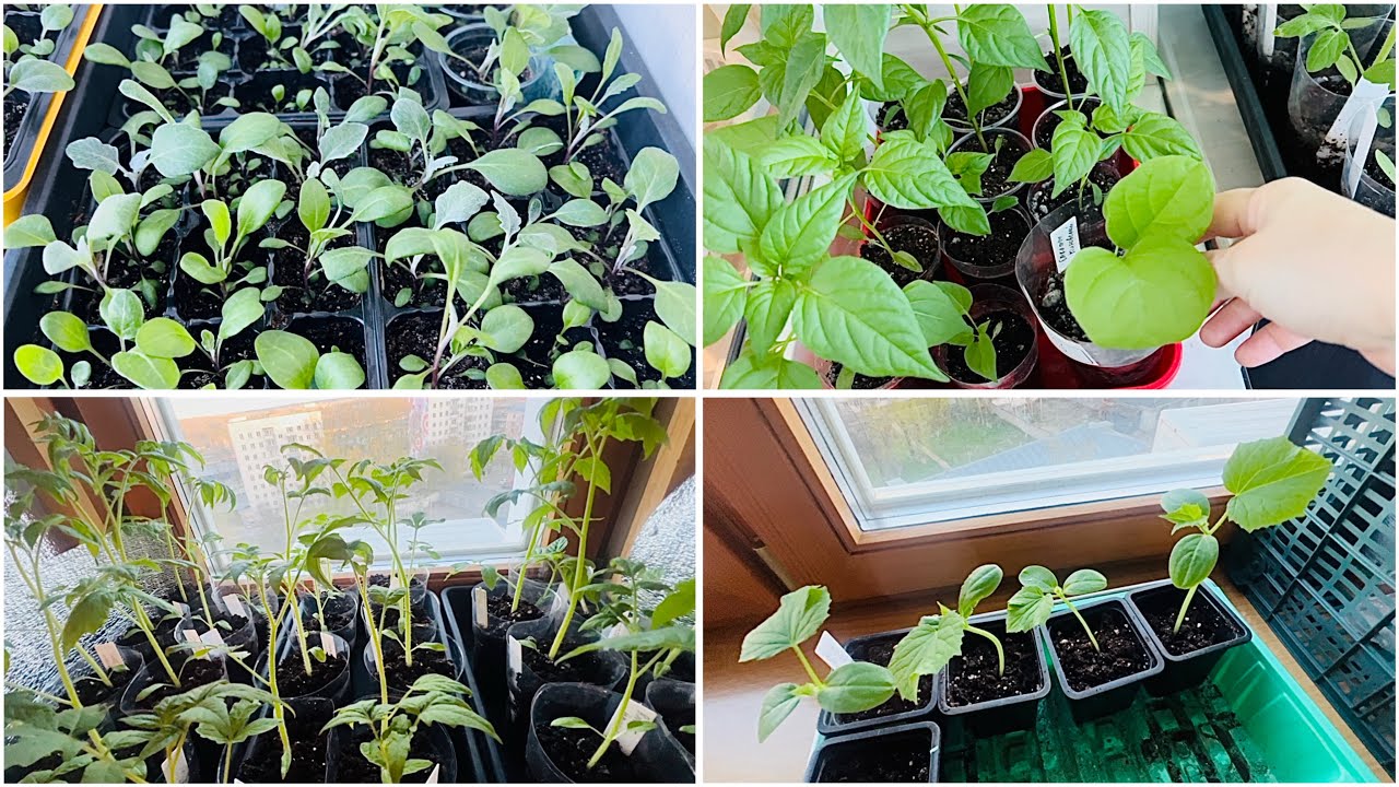 Городники розповіли, що зробити, аби зупинити витягування розсади за допомогою простого методу