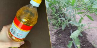 Як використовувати старі пляшки з-під олії для саду