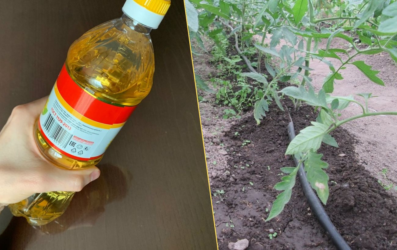 Як використовувати старі пляшки з-під олії для саду