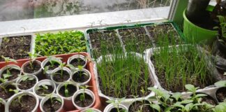 Городники розповіли, чим підживити розсаду після пікірування 