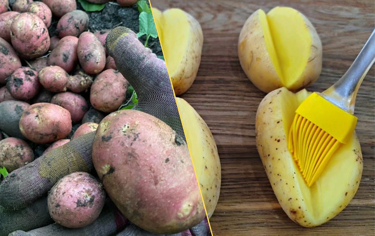 Які сорти картоплі найкращі для пюре, смаження та запікання
