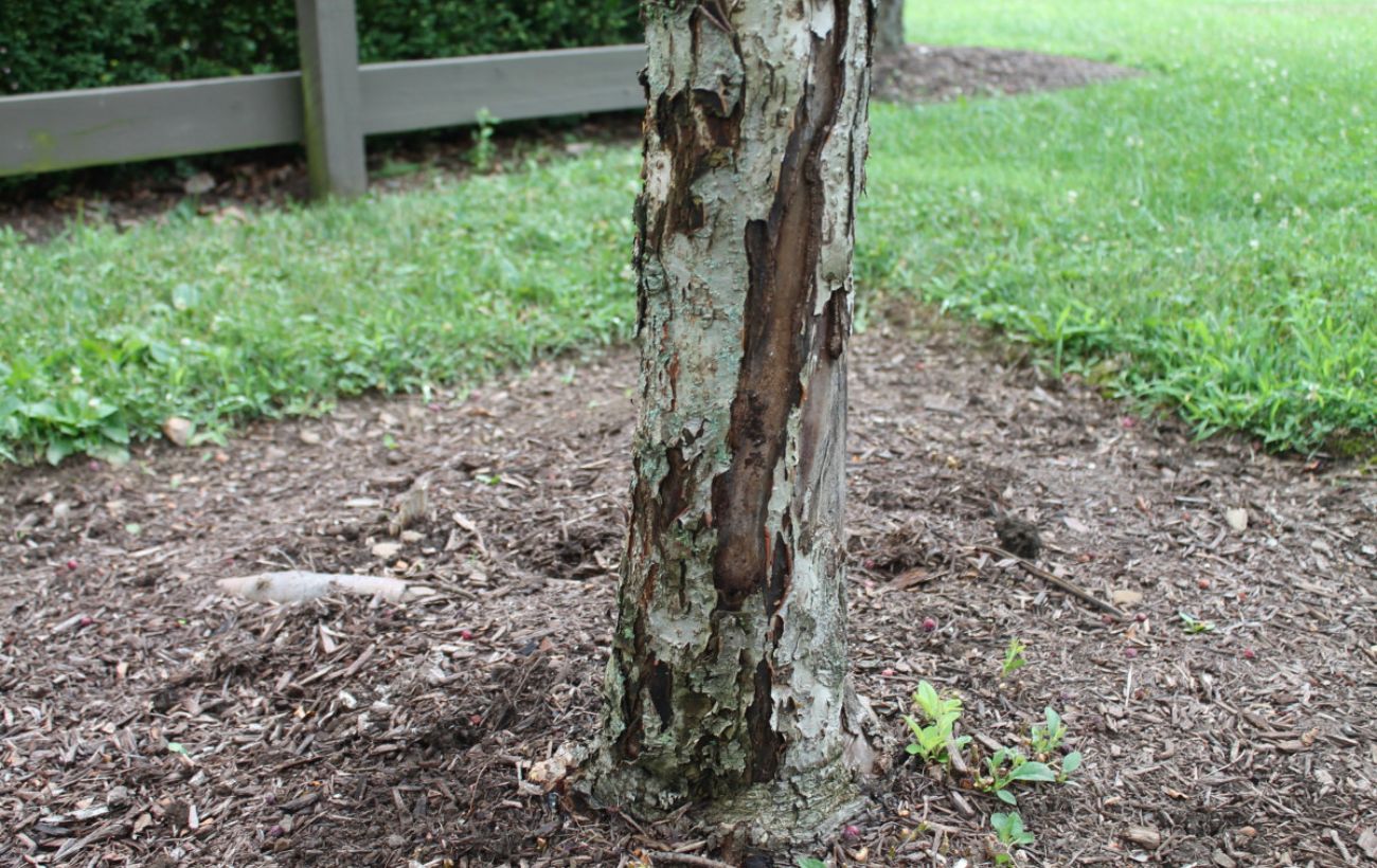 Як врятувати дерева від появи тріщин на стовбурі