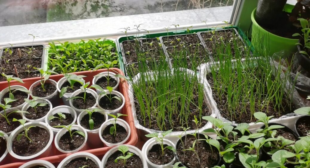 Розсада слабка і тягнеться? Поставила поряд цю 1 річ — результат видно за 3 дні 