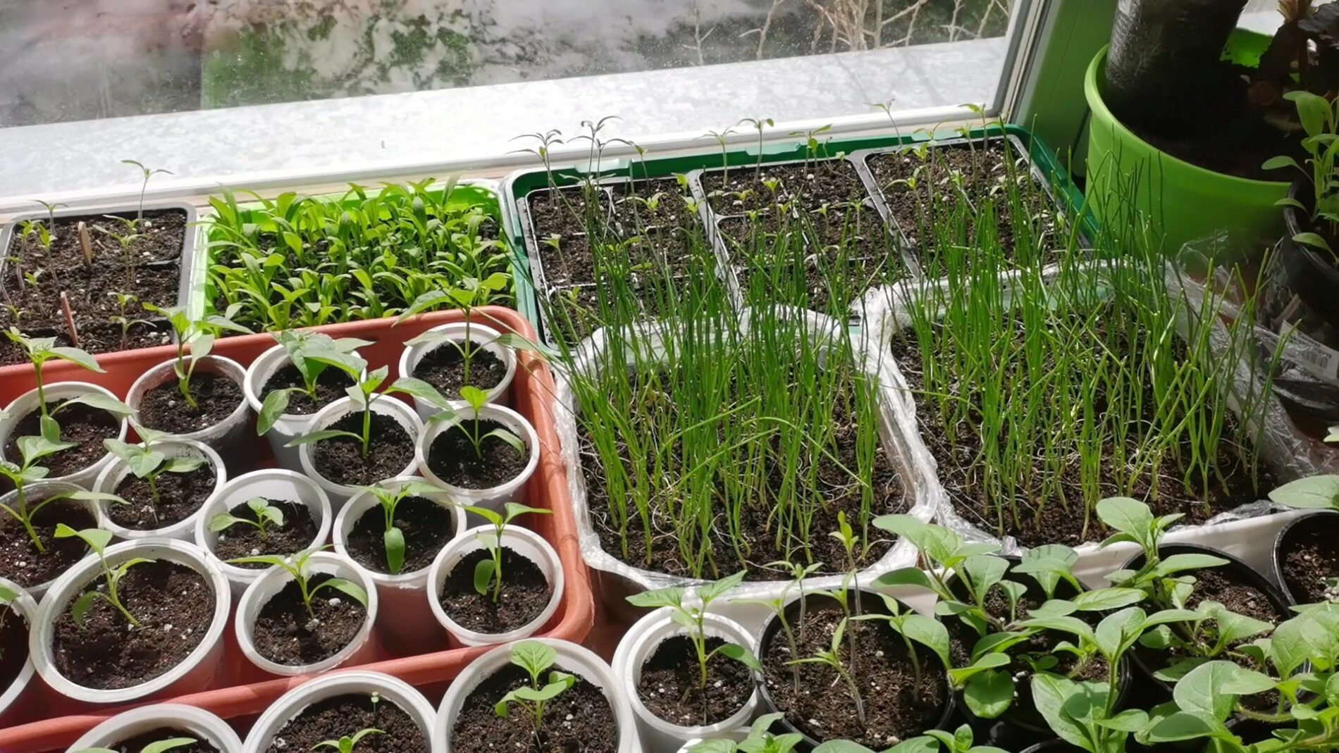 Як зупинити витягування розсади простим способом