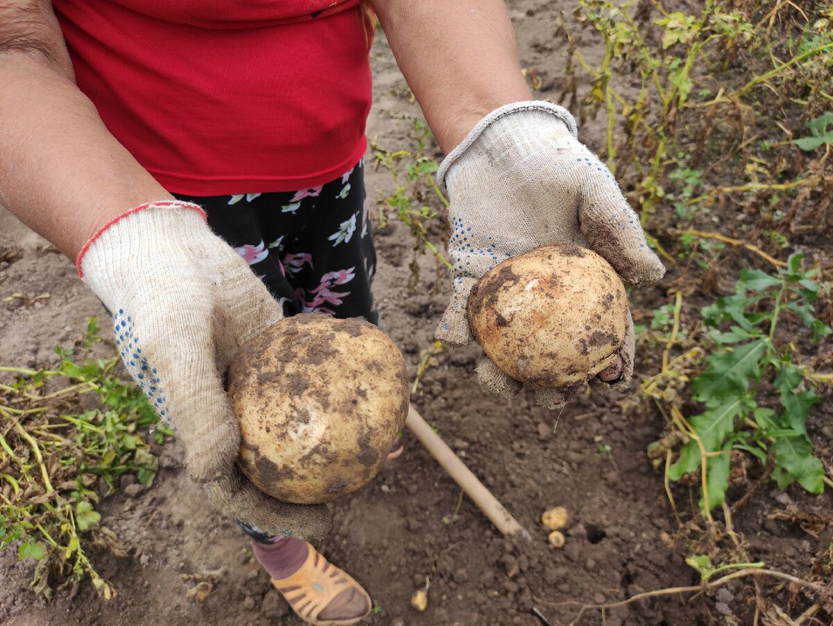 Городники розповіли, як висаджувати картоплю, аби врожайність була на висоті — проста порада