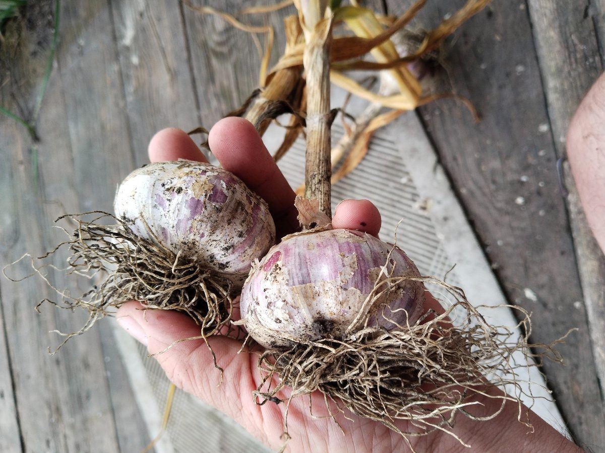 Городники розповіли, як правильно садити часник, аби його врожайність була високою