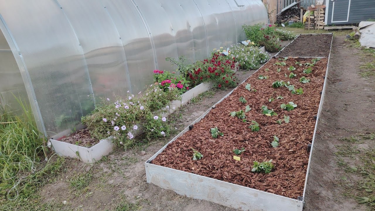 Експерти пояснили, яка проста дія допоможе покращити врожайність огірків без витрат на добрива