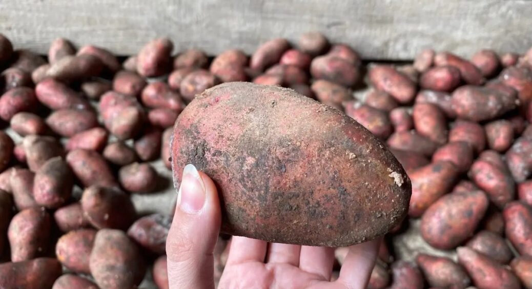 Сорт картоплі “Беллароза”: посаджу 1 відро, а викопую цілих 12, і жоден колорадський жук її не їсть 