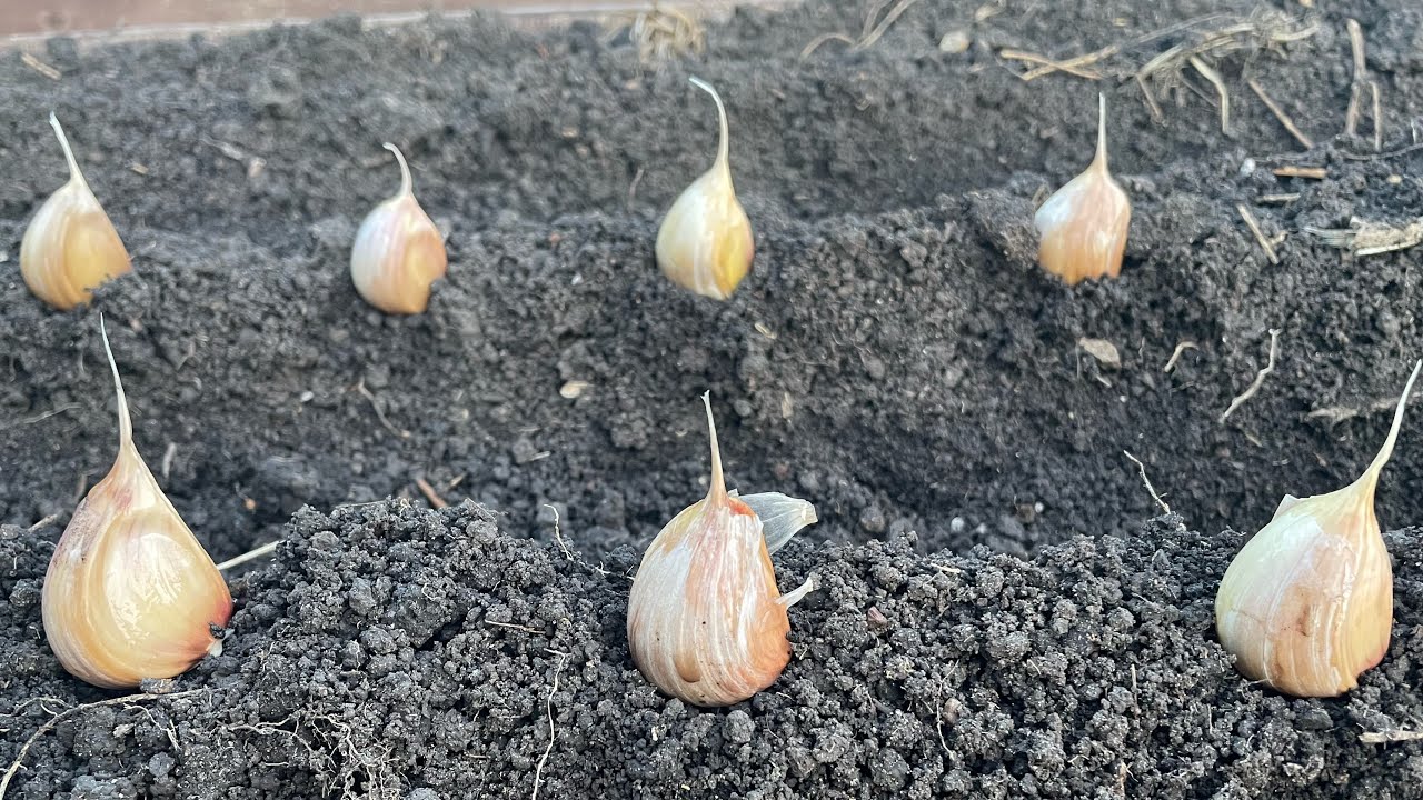 Городники розповіли, як правильно садити часник, аби його врожайність була високою