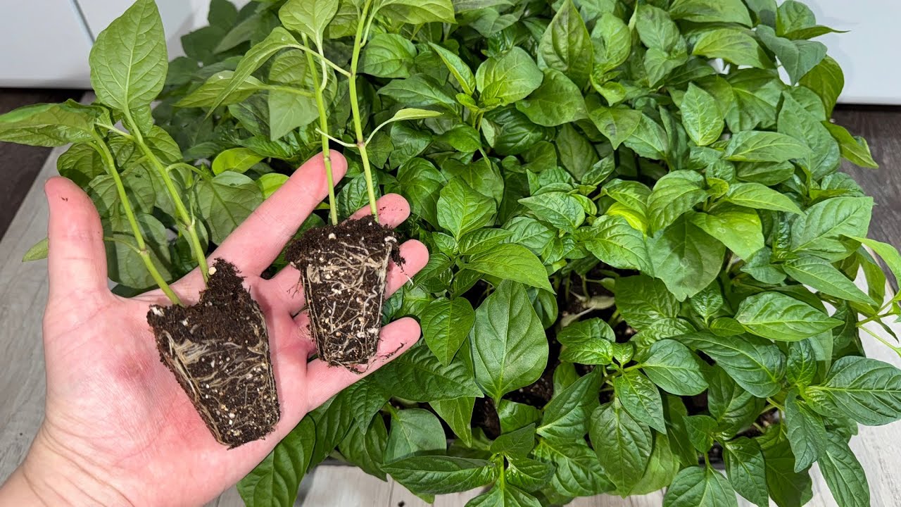 Городники озвучили правильний порядок посіву насіння перцю на розсаду для високої врожайності