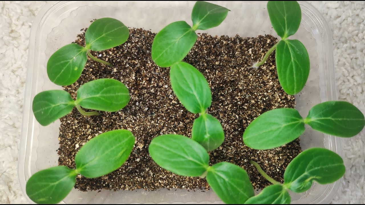 Городники розповіли, яке добриво допоможе покращити стан жовтої розсади огірків — порада