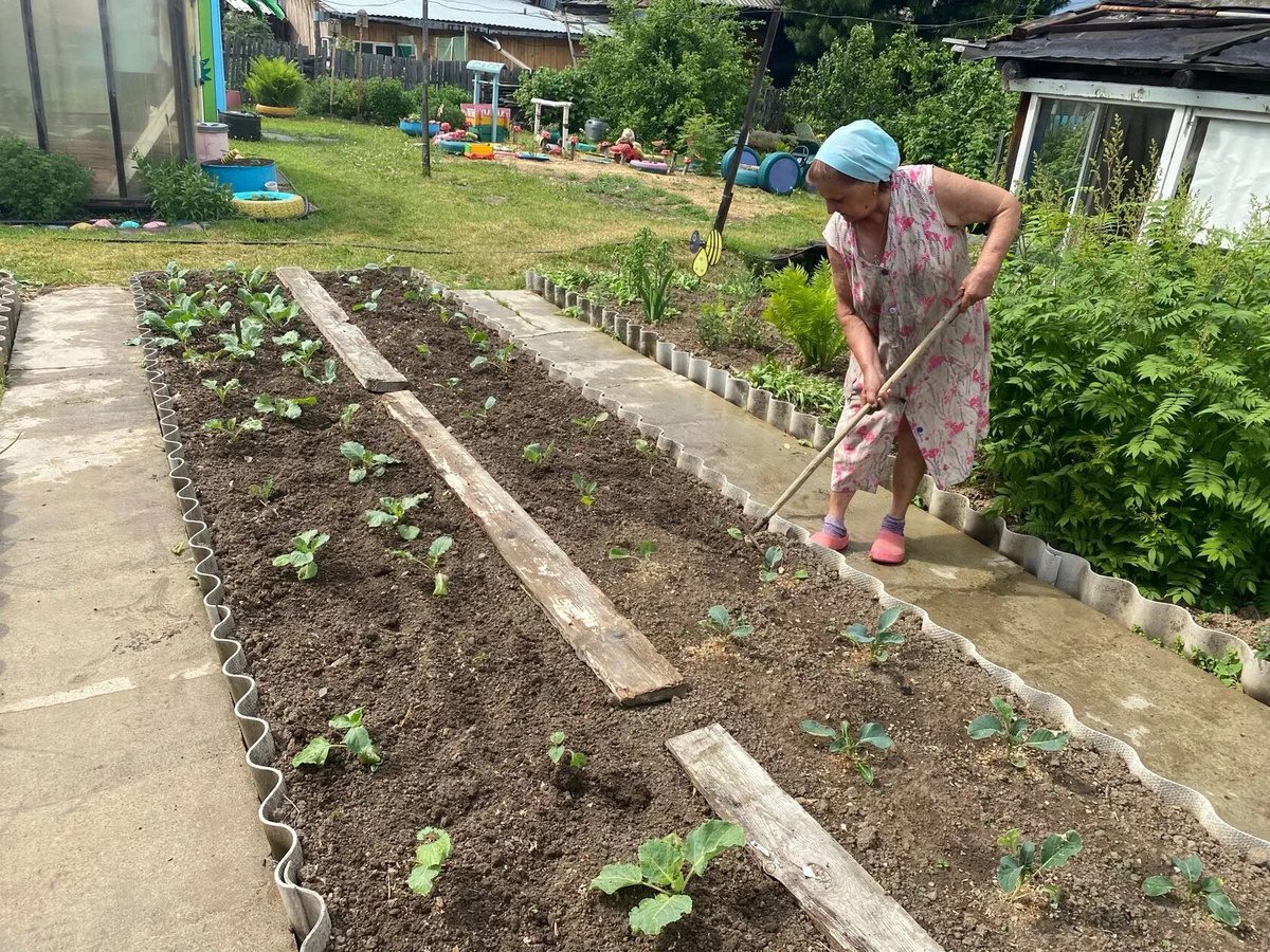 Експерти пояснили, яка проста дія допоможе покращити врожайність огірків без витрат на добрива