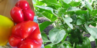 Як пробудити насіння солодкого перцю