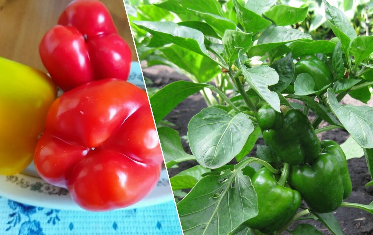 Як пробудити насіння солодкого перцю