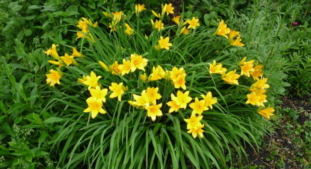 Цю багаторічну рослину висаджують 1 раз, а милуються роками: росте навіть на піску, а догляду не потребує 