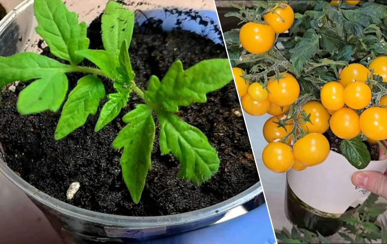 Як покращити розвиток розсади томатів