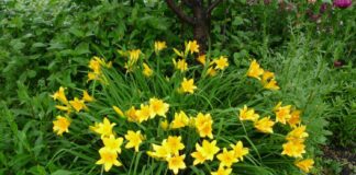 Які рослини радують цвітінням без догляду