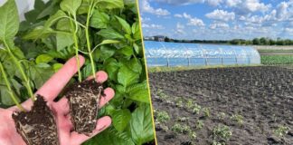 Як зупинити витягування розсади в лютому