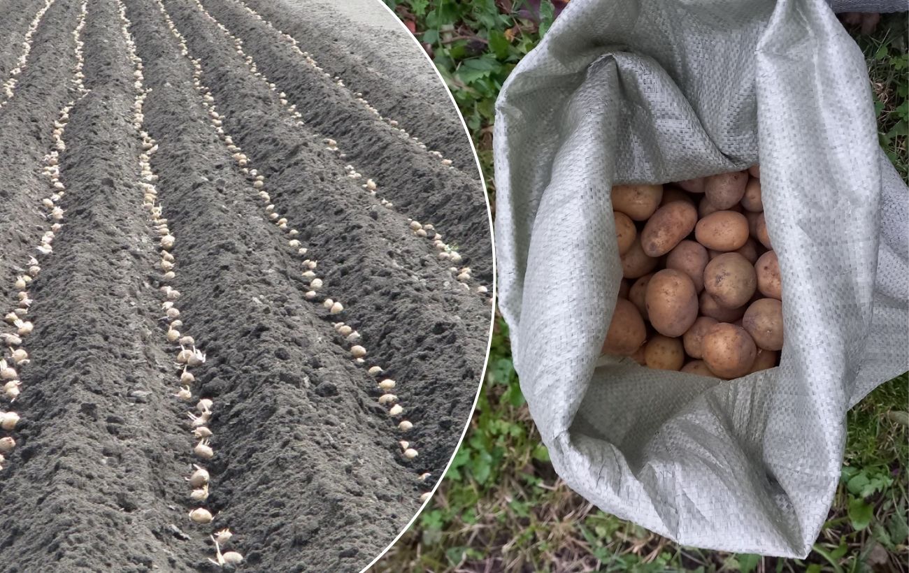 Як садити картоплю для високої врожайності