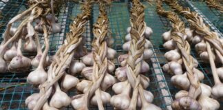 Як висаджувати часник для високої врожайності