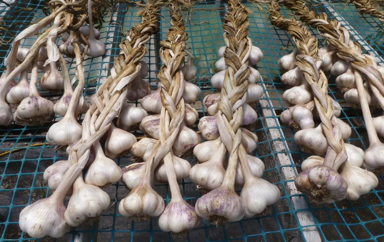 Як висаджувати часник для високої врожайності