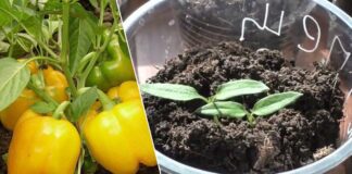 Як розбудити насіння болгарського перцю перед посадкою