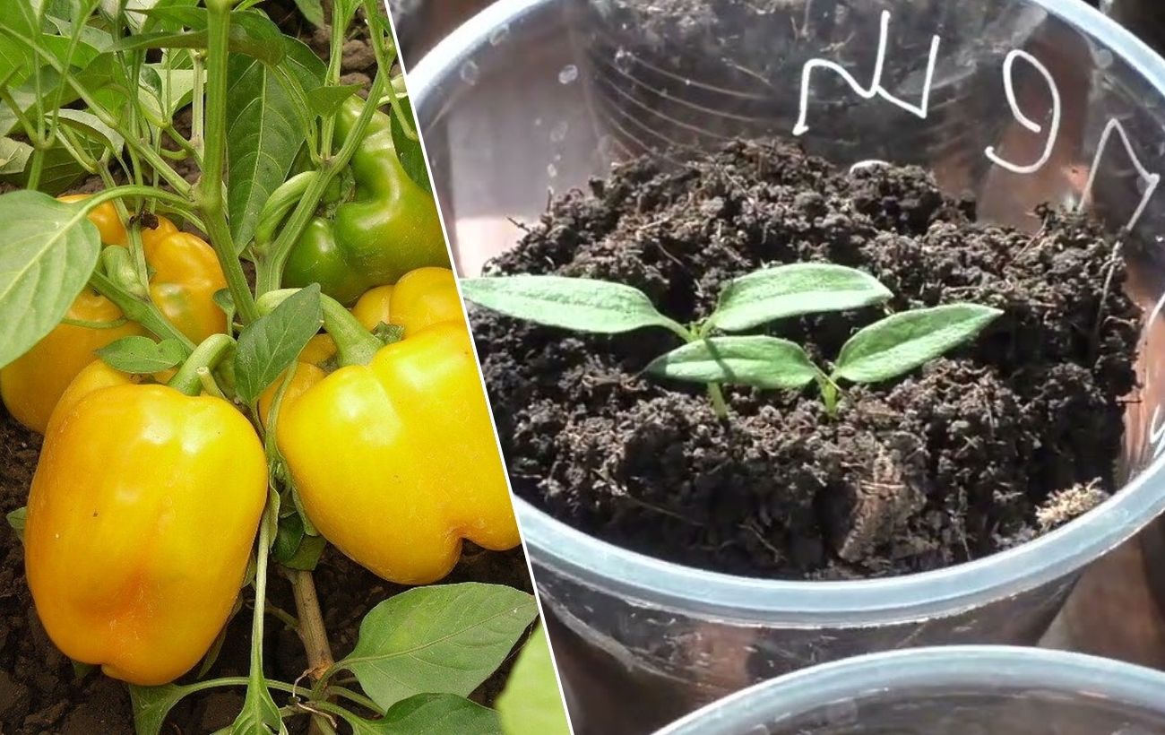 Як розбудити насіння болгарського перцю перед посадкою