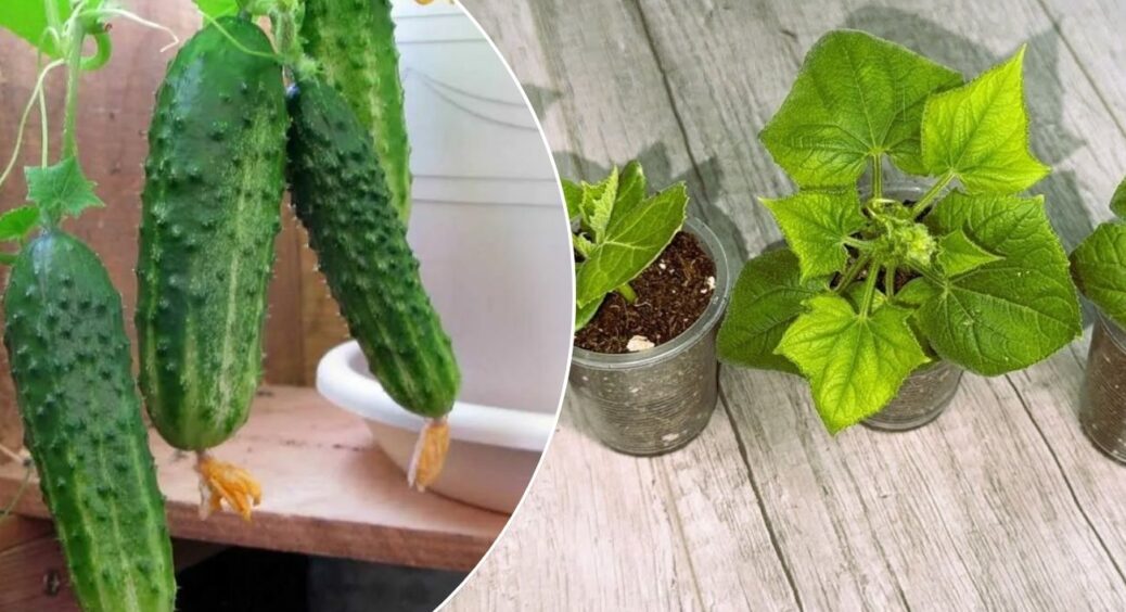 Огірки зійшли “жовтими пір’ями”: змішала 1 ст. ложку з 400 мл води — і виправила незрозумілі паростки 