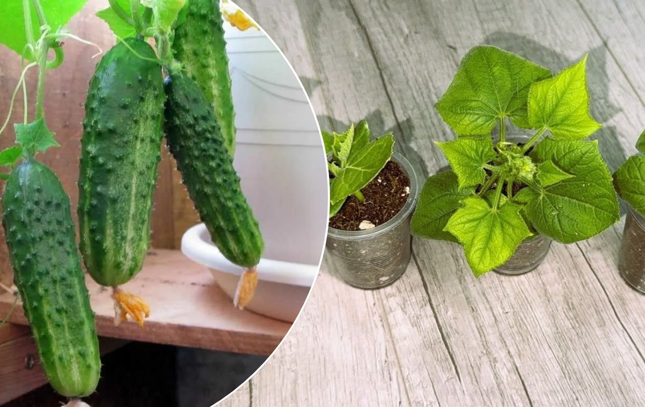 Як допомогти розсаді огірків