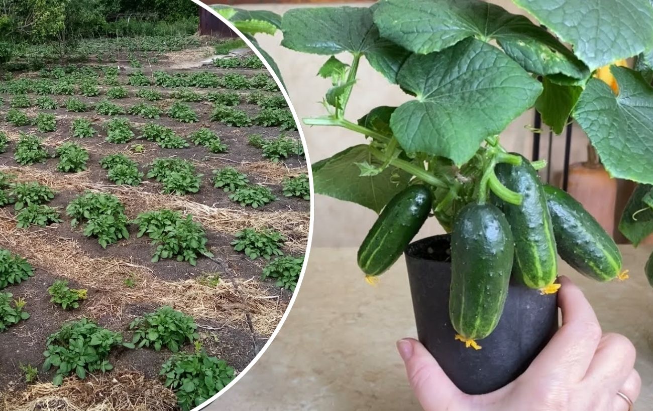 Як покращити врожайність огірків