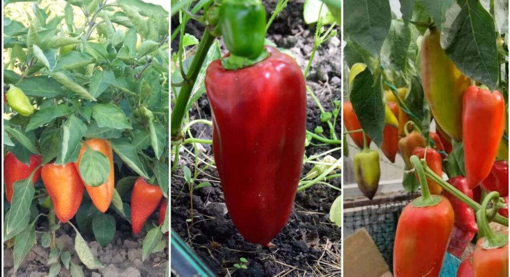 На базарі порадили і не збрехали, бо я перевірила: 3 стійкі й солодкі, наче мед, сорти перцю 