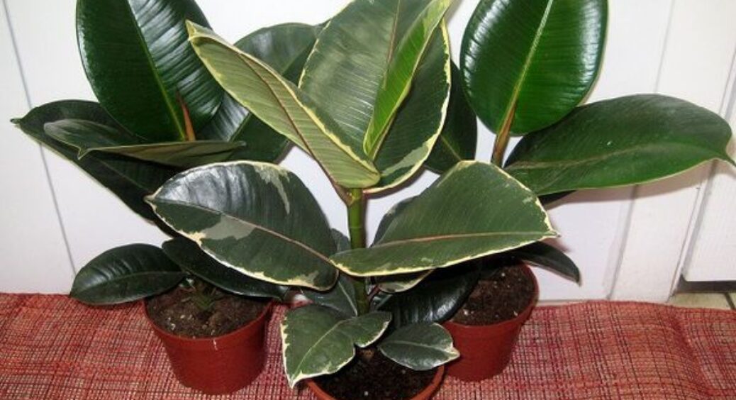 Старі рушники під вазонами — і навіть у мороз рослини не в’януть, а земля довше зберігає вологу 