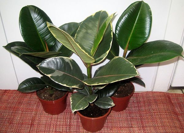 Агрономи пояснили, для чого під вазони класти старі рушники 