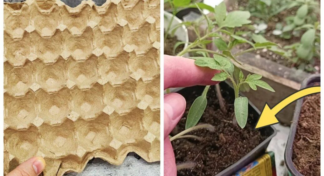 Лотки від яєць заливаю водою — і розсада міцніша за 5 днів: 3 городні трюки без витрат 