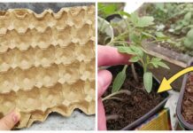 Сіяла редиску в яєчні лотки, як усі радять – а звичайний спосіб дав урожай кращий: мій чесний експеримент Городники розповіли про використання яєчних лотків на городі