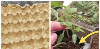 Як використовувати лотки з-під яєць на грядці