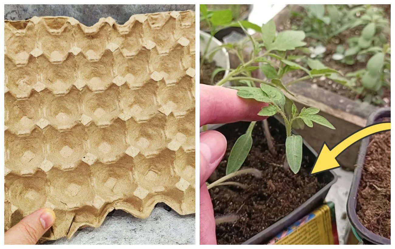 Як використовувати лотки з-під яєць на грядці