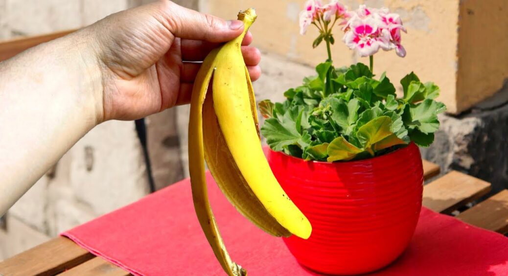 Посипаю бананову шкірку сіллю – радію увесь лютий своїй винахідливості: найкращий трюк для лінивих дачників 