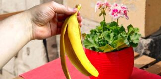 Садівники розповіли, як використовувати бананову шкірку із сіллю на городі