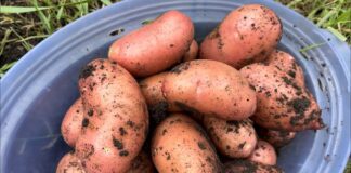 Садівники пояснили, що класти у лунку з картоплею для врожаю 